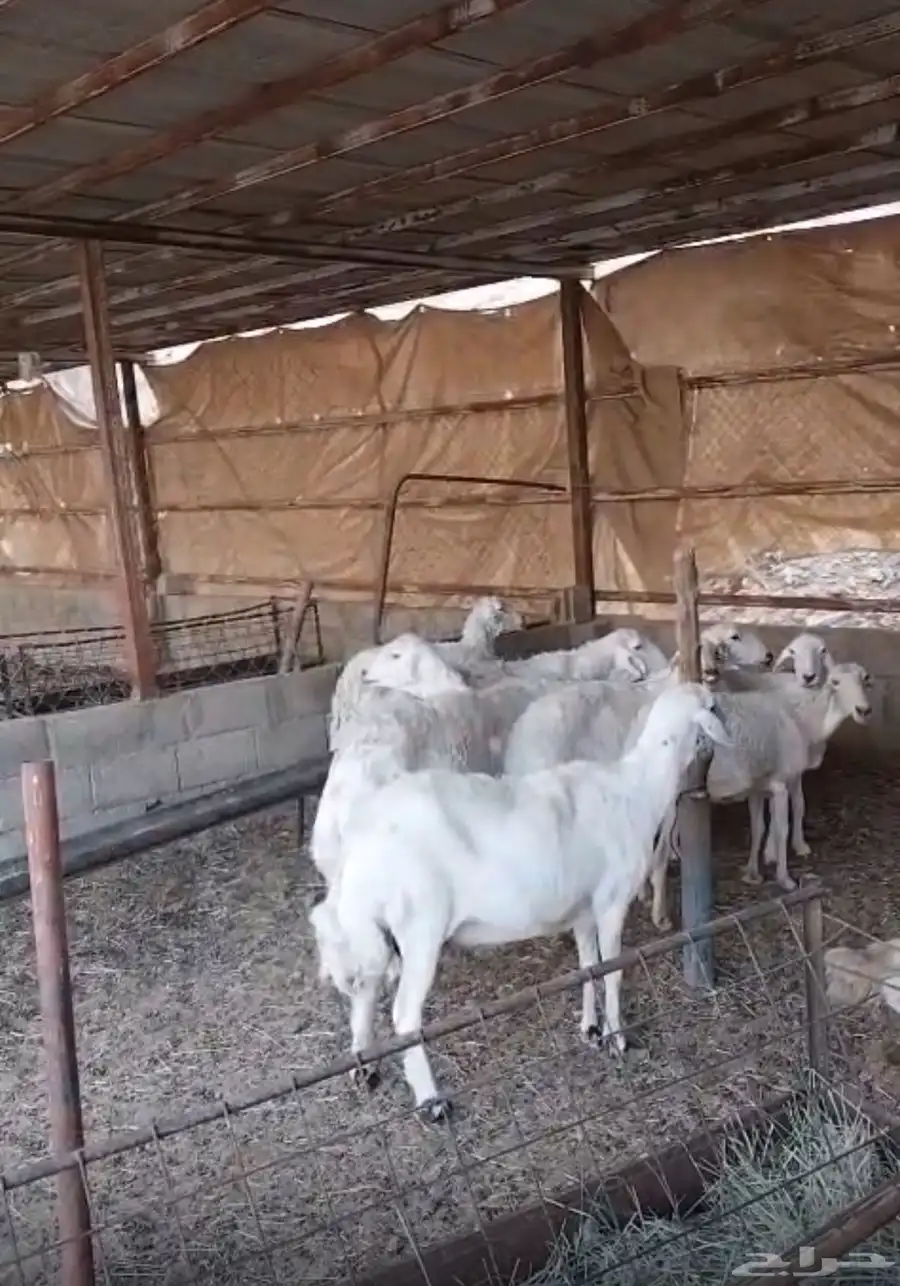 للبيع حريات 2