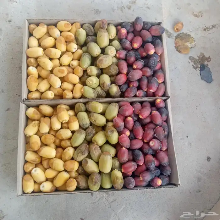 رطب اخلاص وخنيزي استلام من مزرعتنا بالاحساء 2