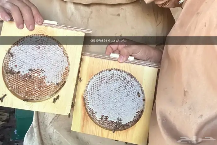 مناحل ابو عبدالله عسل طلح 1