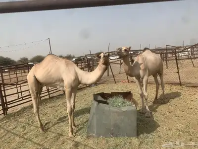 حشوان كفو للبيع 1