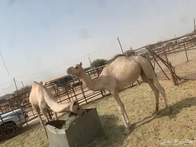 حشوان كفو للبيع 0