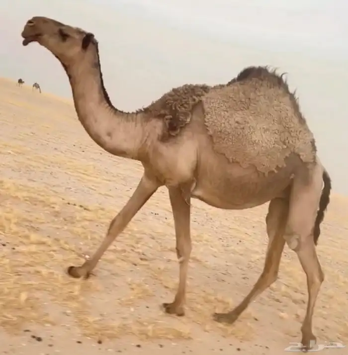 للبيع صفرا كفو 1