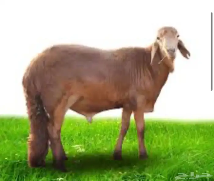 خروف سواكني مبرد طازج 0