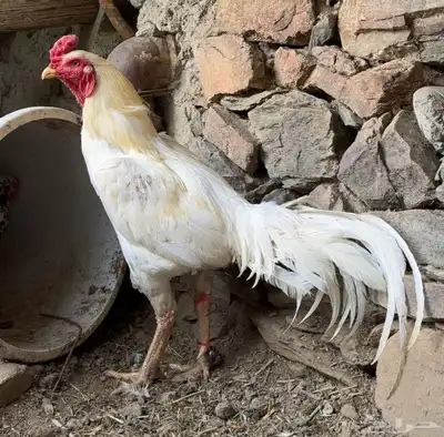 ديكين وخمس دجاجات 6