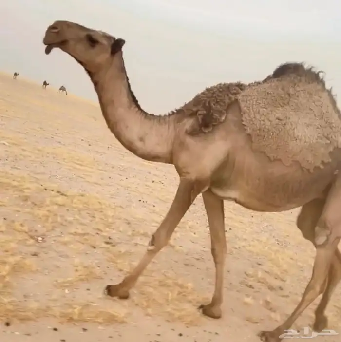 للبيع صفرا كفو 0