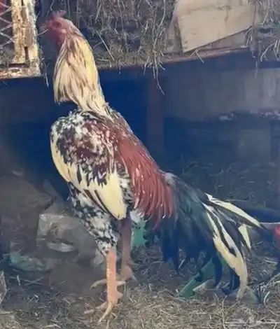 ديكين وخمس دجاجات 2