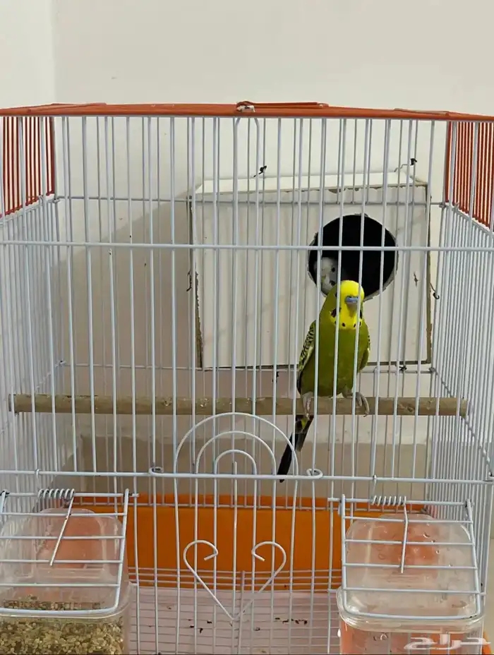 طيور باذجي زوج 1