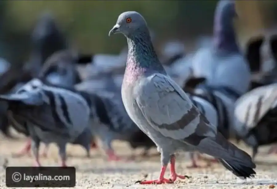 حمام للبيع تواصل خاص 1