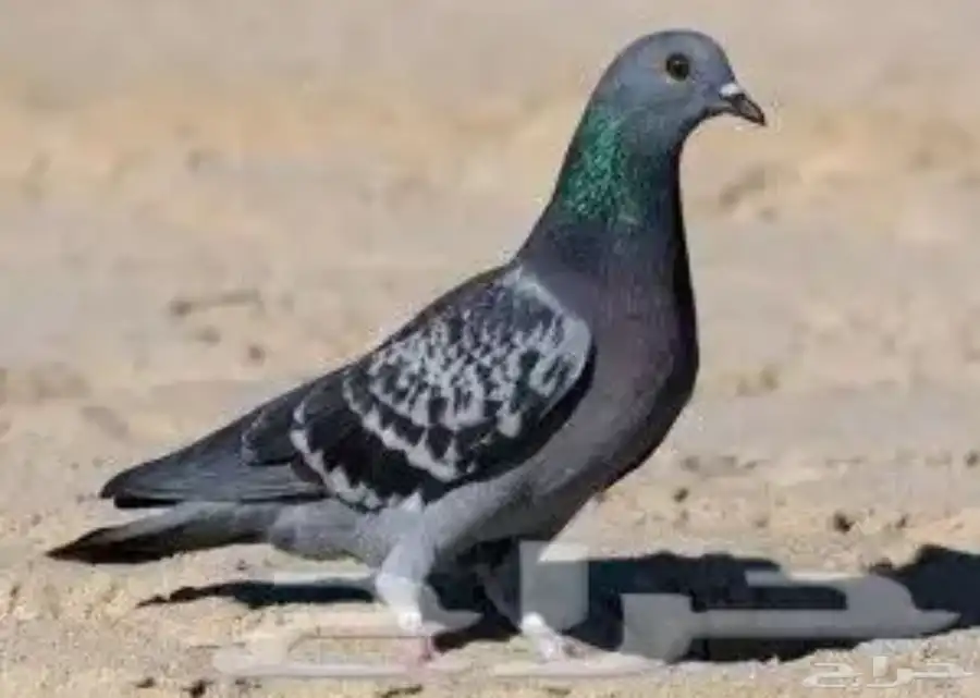 حمام للبيع تواصل خاص 0