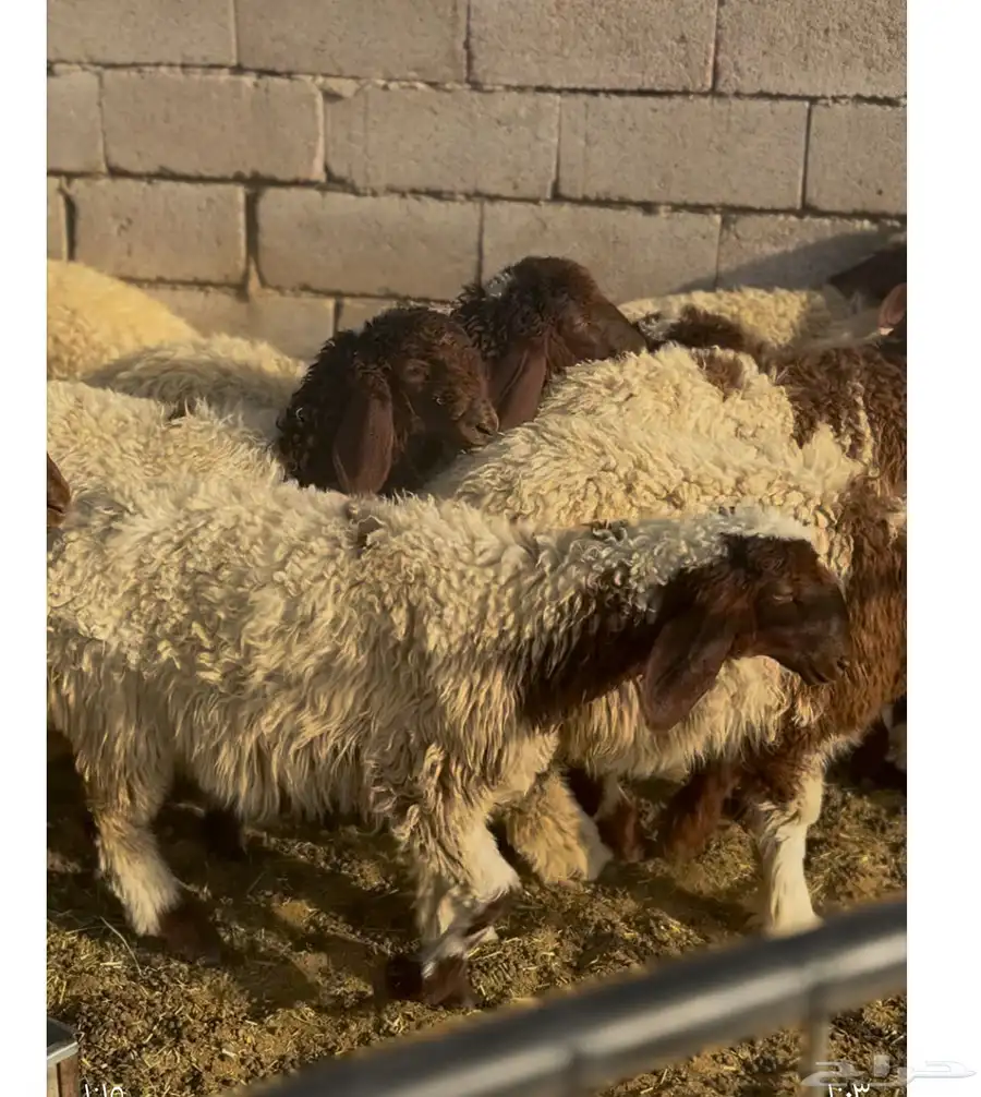 رخال نعيم 3