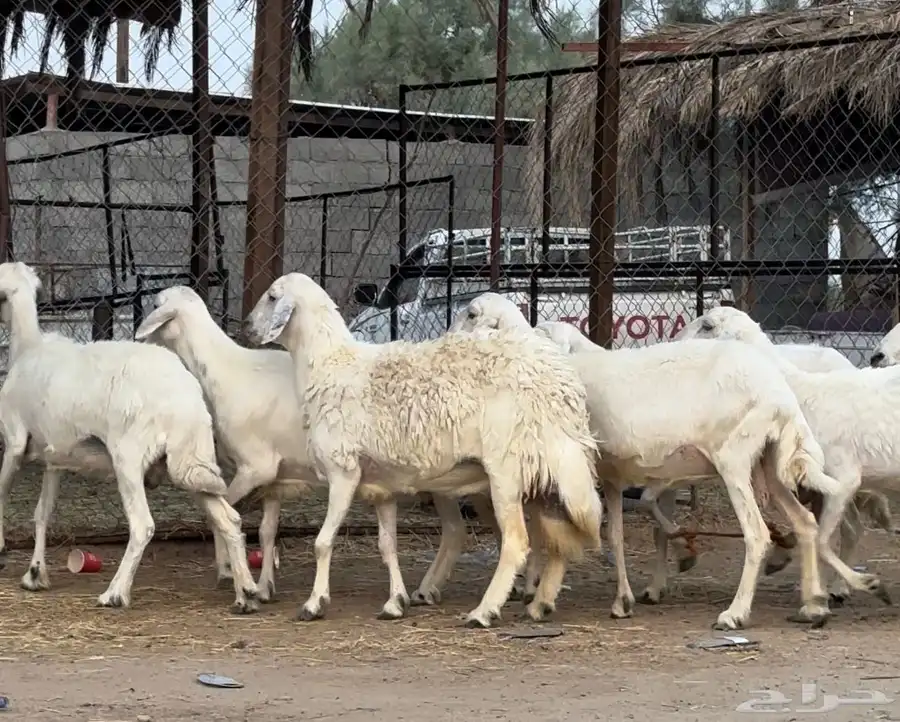 غنم للبيع 2