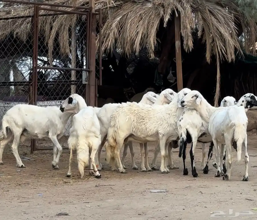 غنم للبيع 6