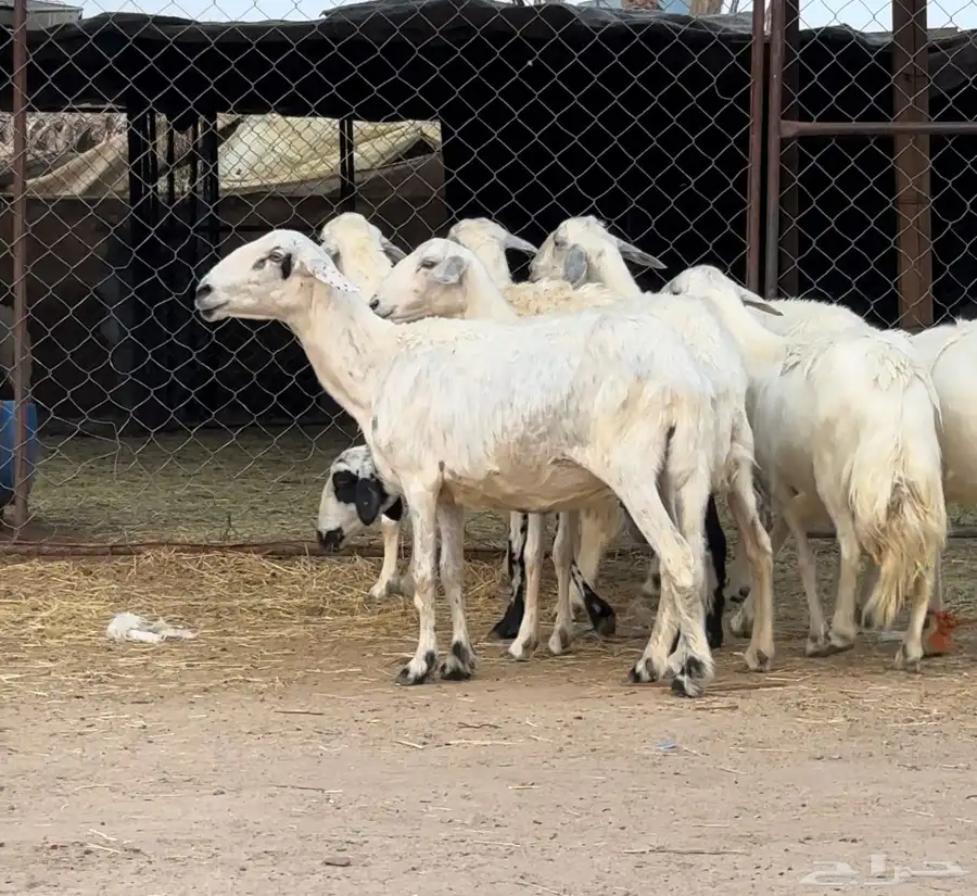 غنم للبيع 5
