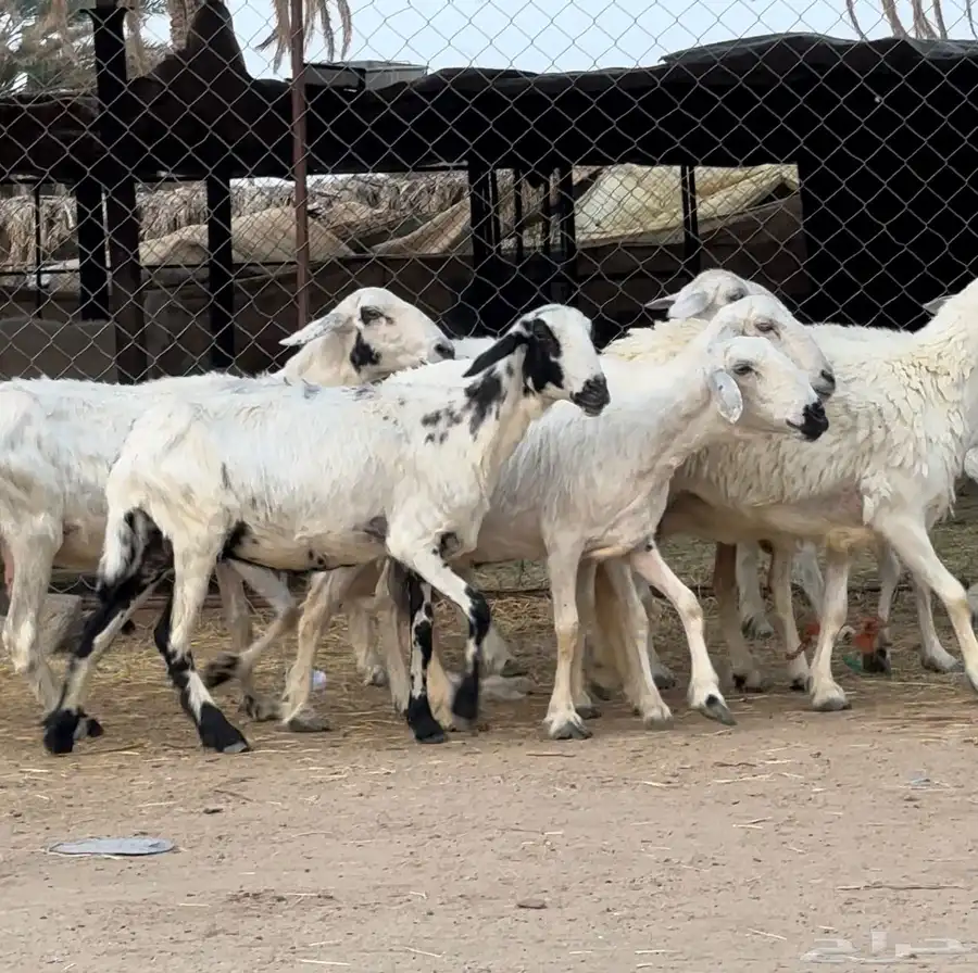 غنم للبيع 3