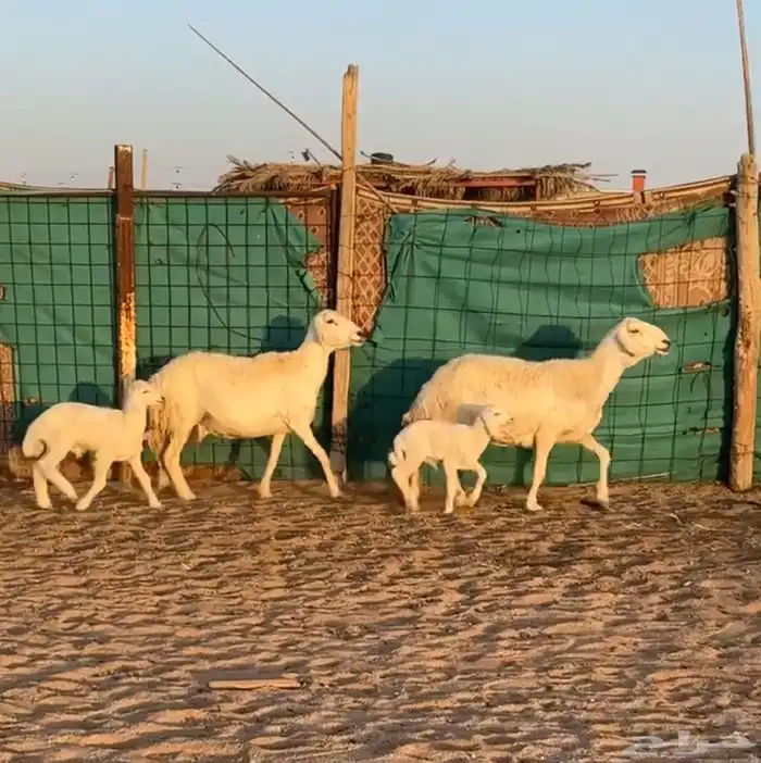 للبيع حريات خلفات صنف حدرهن رخل وخروف 1