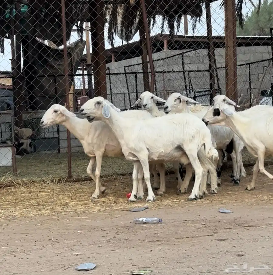 غنم للبيع 0