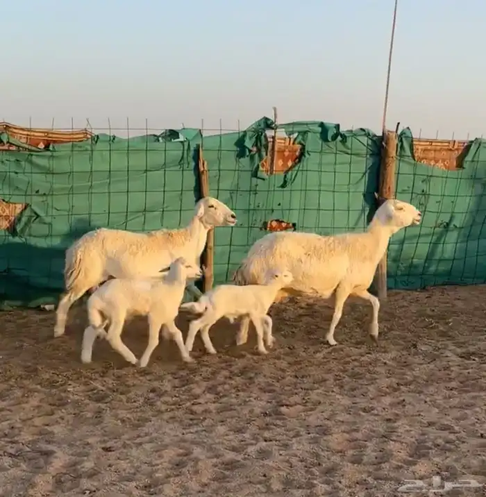 للبيع حريات خلفات صنف حدرهن رخل وخروف 0