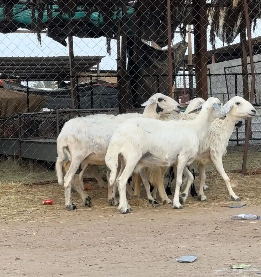 غنم للبيع 4