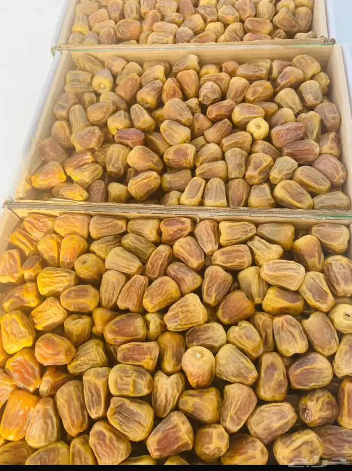 القصيم بريده 2
