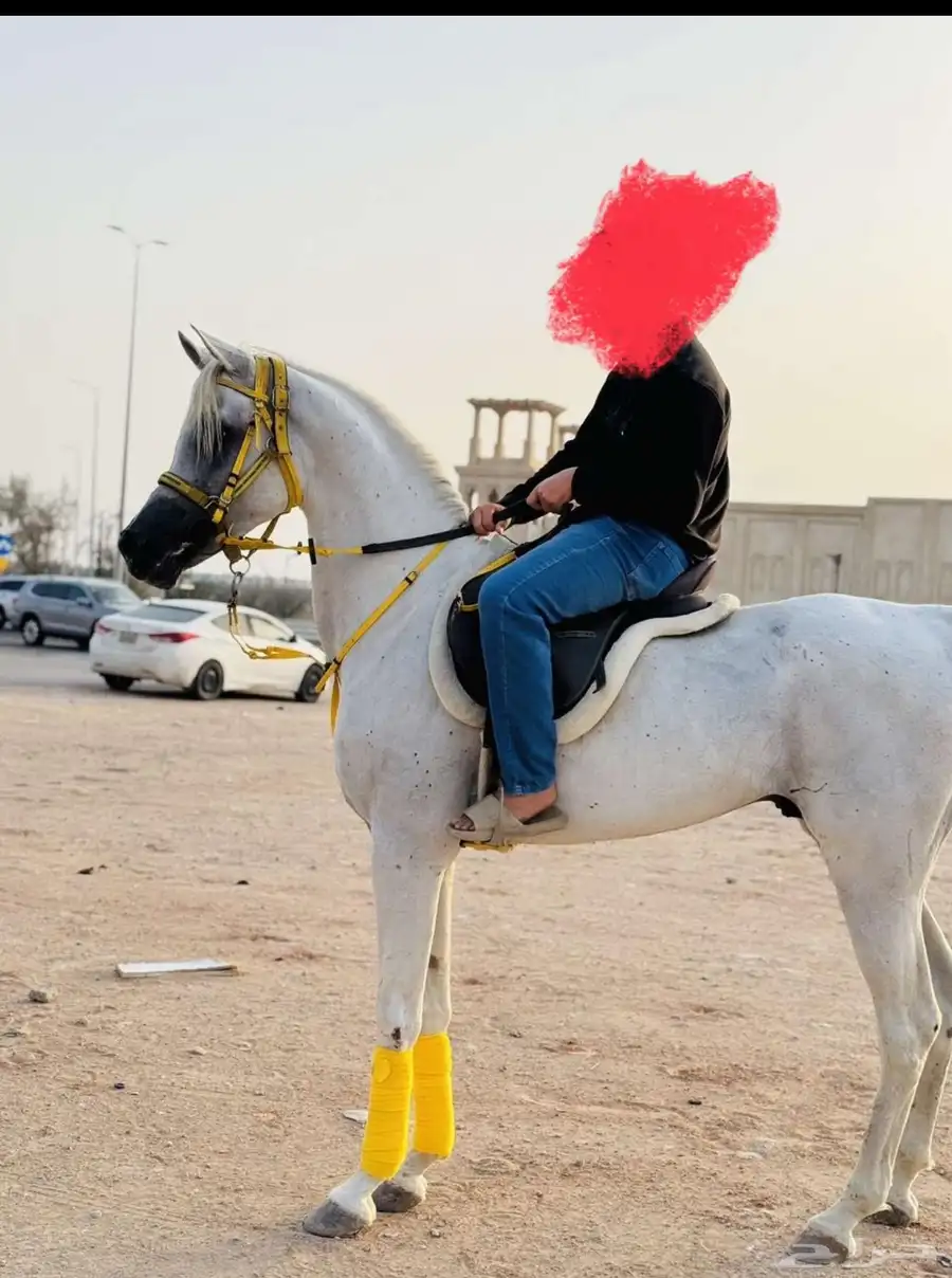 حصان واهو رفيع 6