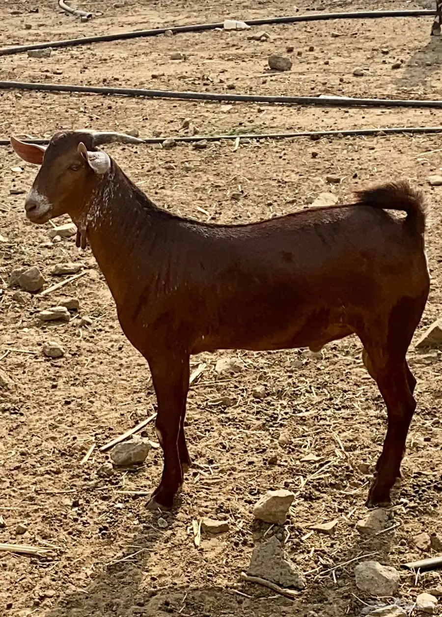 مشروع فحل ادهم اوشح فاخر 4