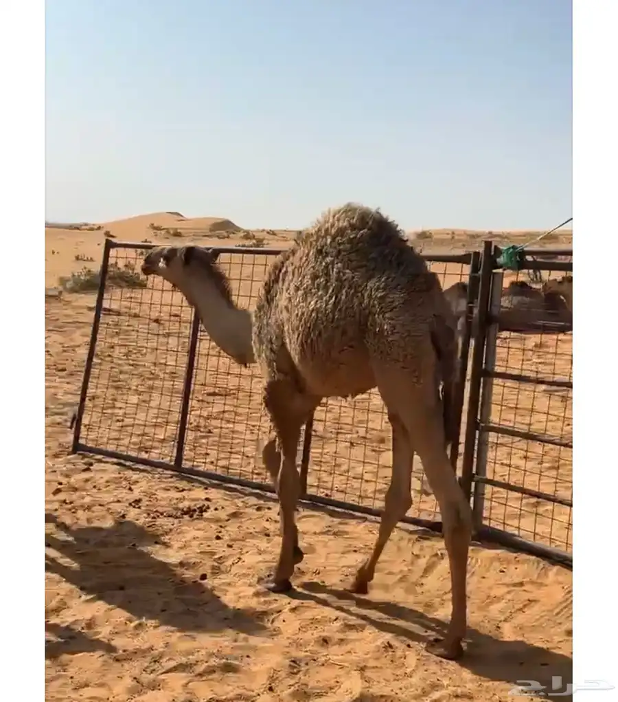 قعود لاباني 6شهور 1