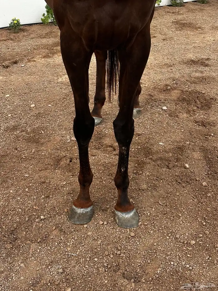 فرس انقليزيه بدون ورق حاضنه فاضيه 6