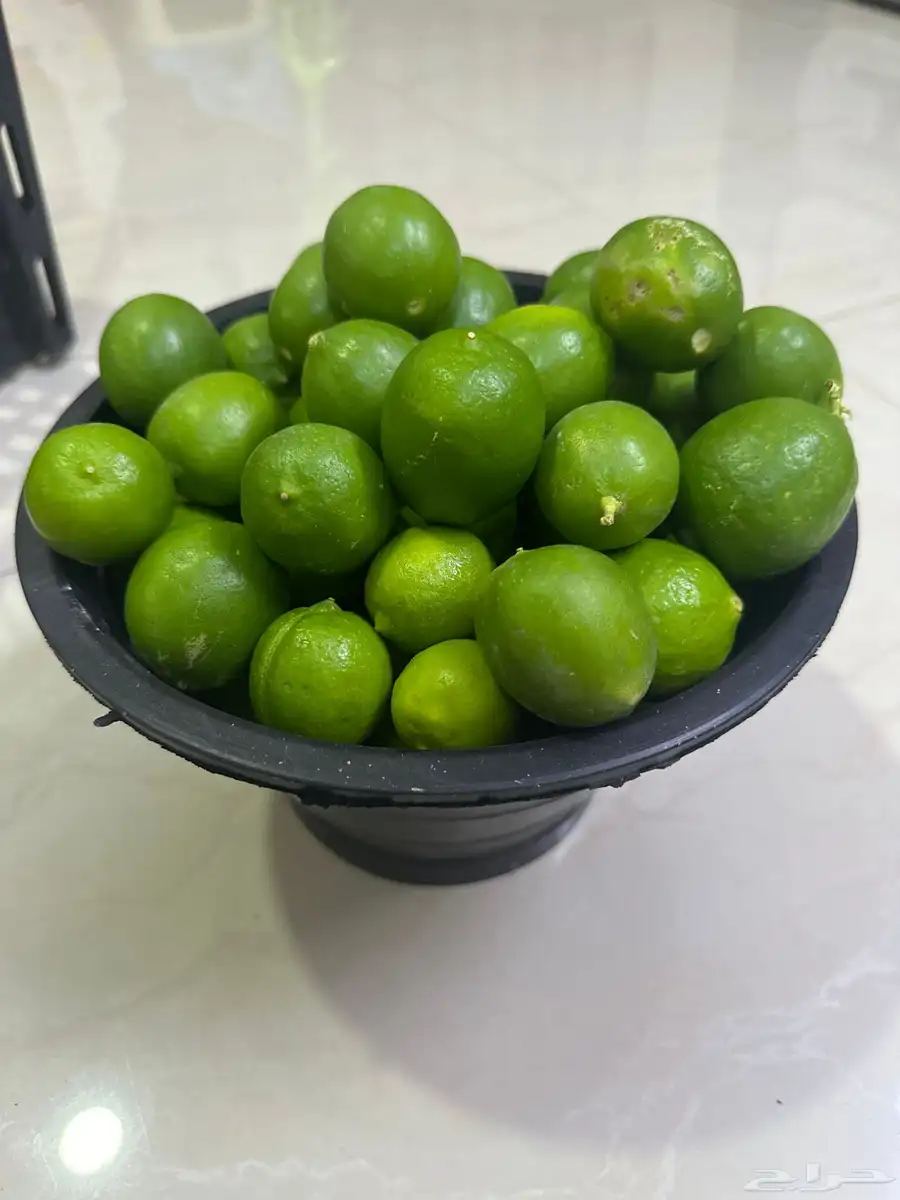 ليمون ابوزهيرة طازج قطف اليوم 1