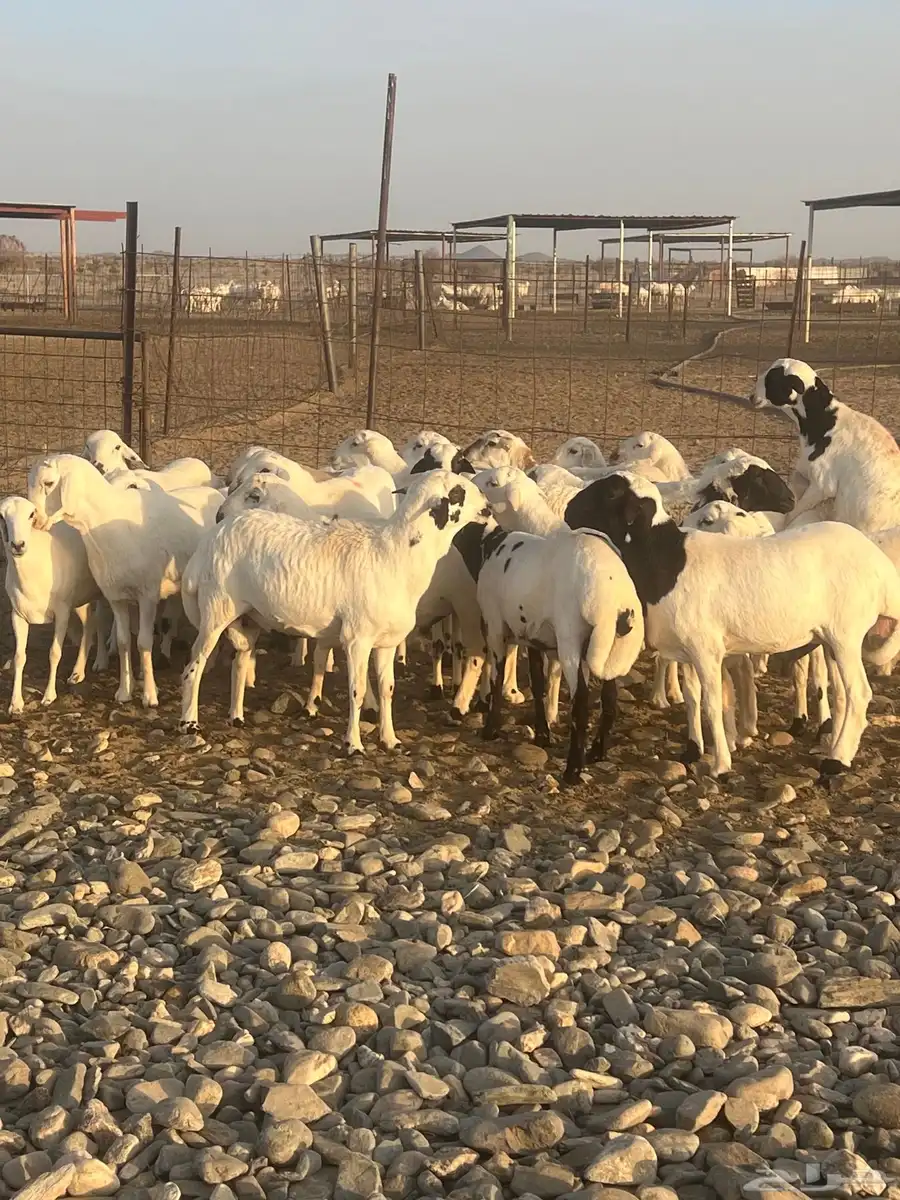 طليان ورخال رفيده 1