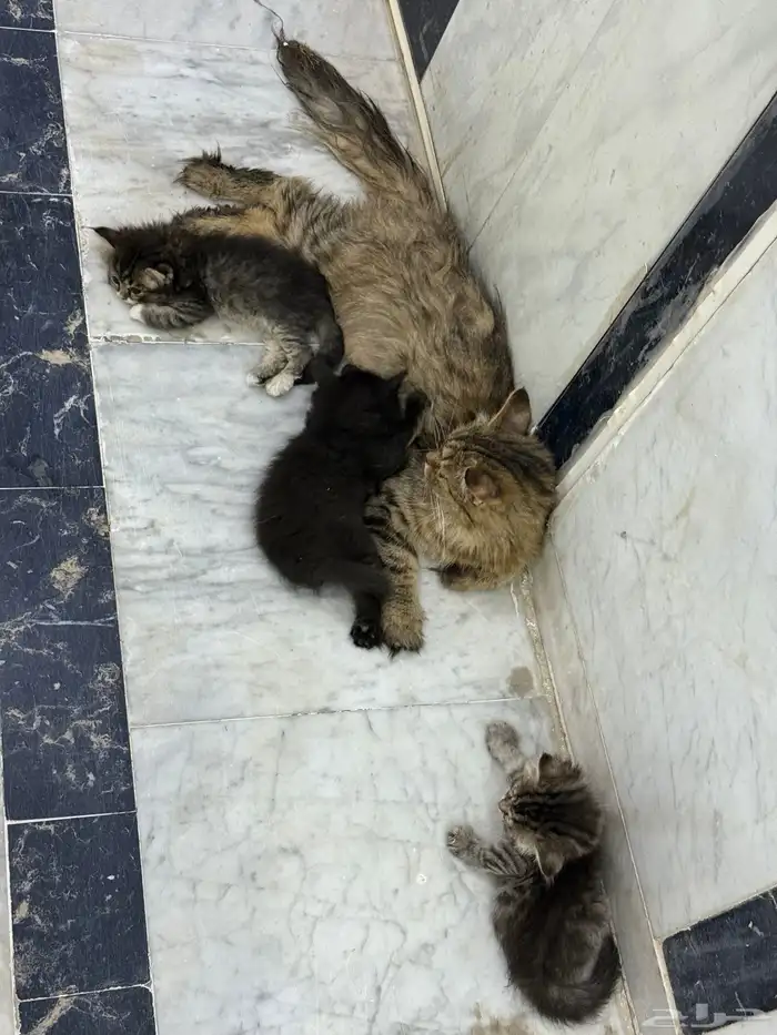 قطط صغيرة شيرازي مع أمهم 2