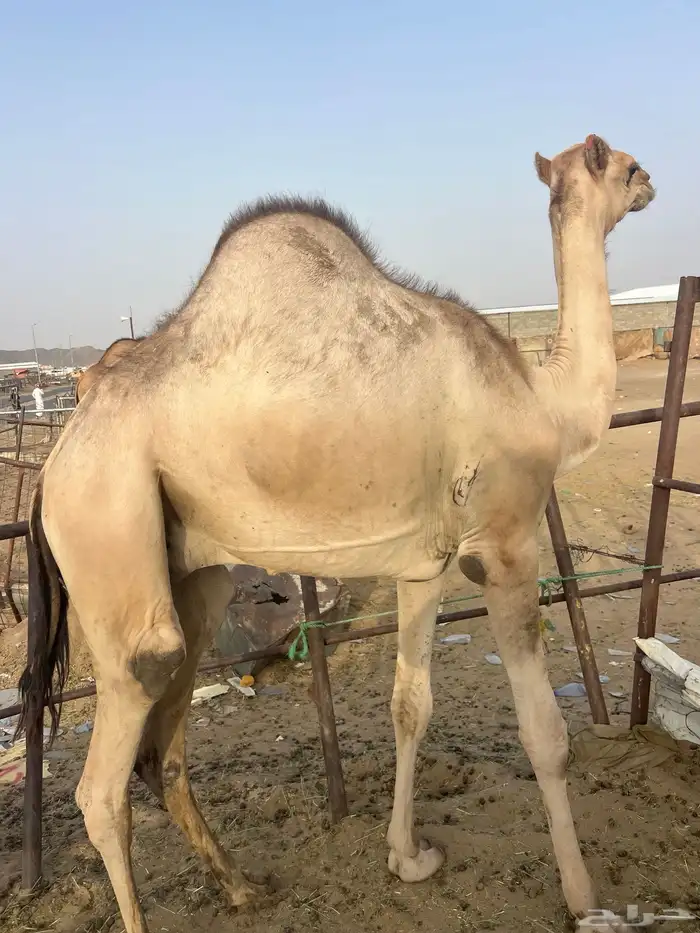قعدان مفاريد للبيع أتواصل 9