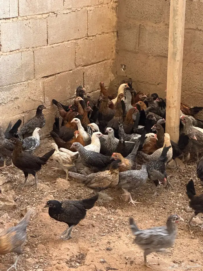 فراريج -صيصان -دواجن 0