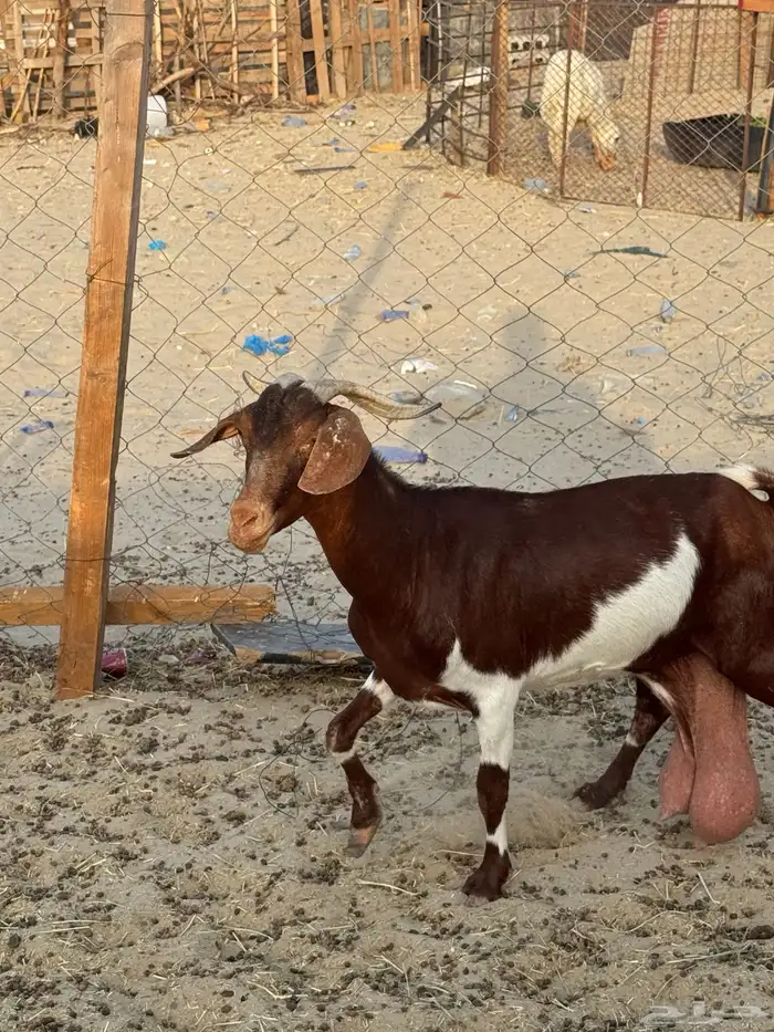 عنز جنوبيه 1