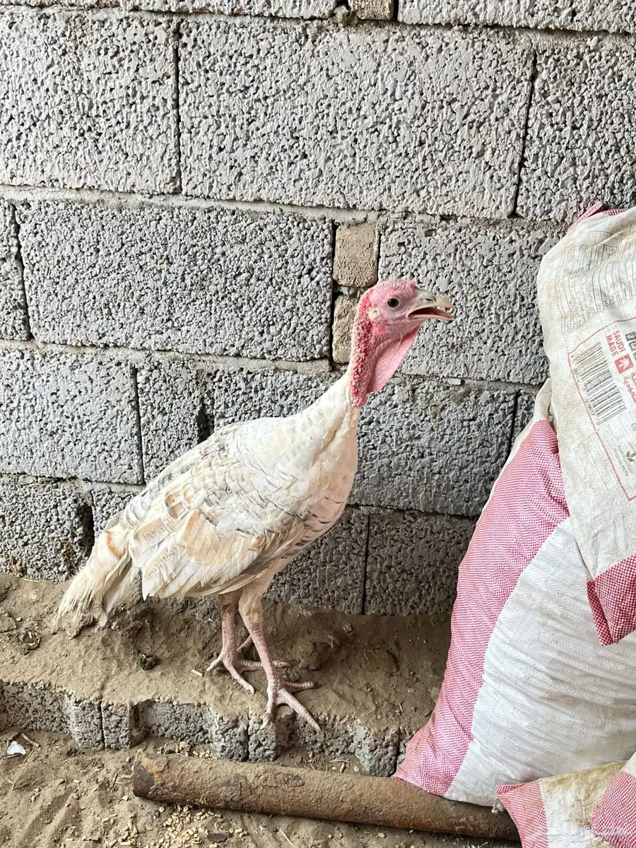 دجاج رومي 6