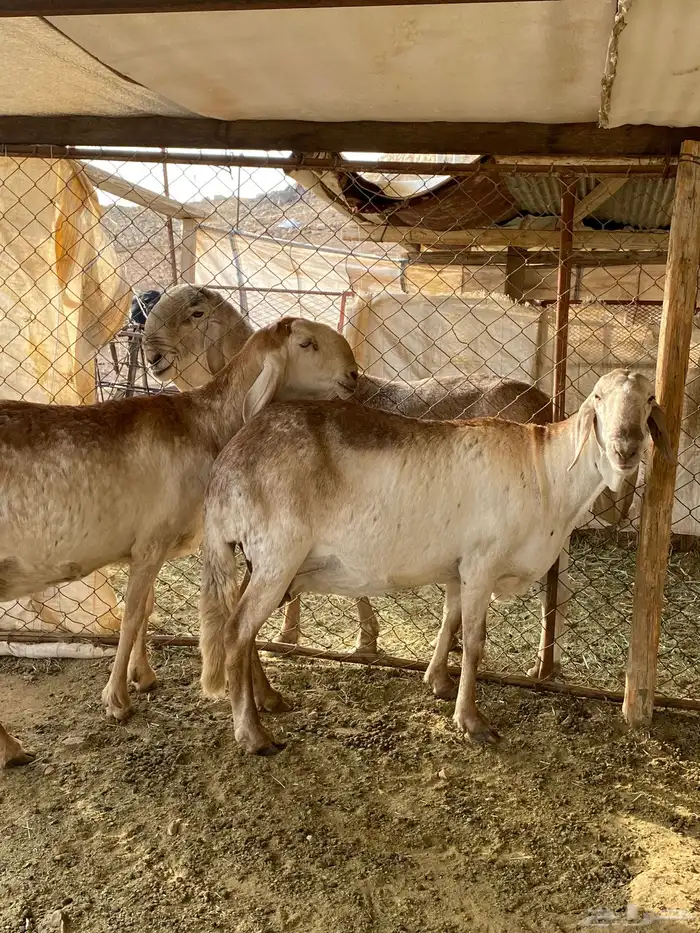 غنم سواكن درمانيه 2