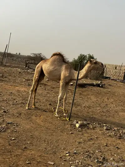 حاشي للبيع 1