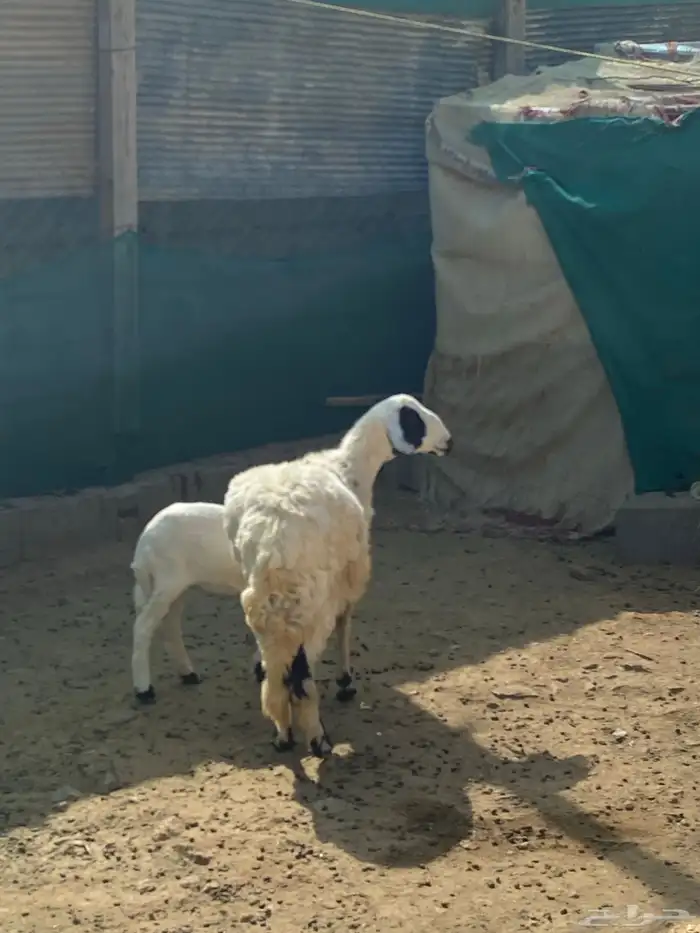 خروف جذع فل شحم 3