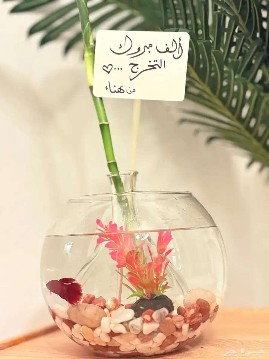 سمك فايتر مع الزينه الحوض والحجر والفازه index