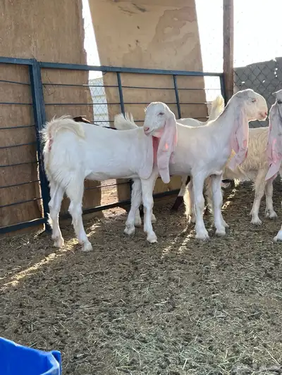 جفار مطورات 1