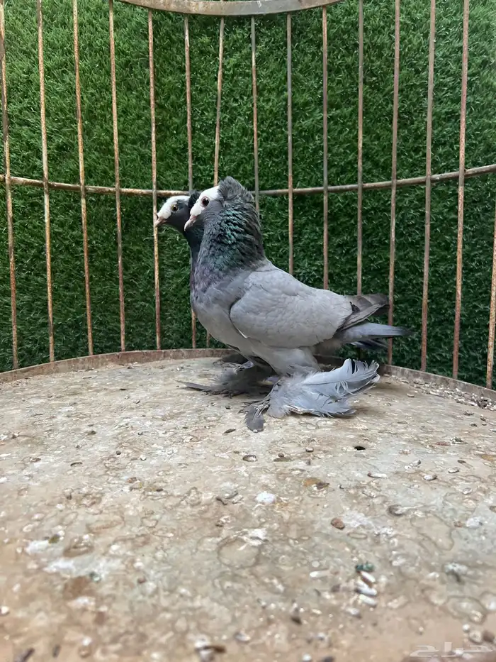 جوز ساكسون للبيع 2