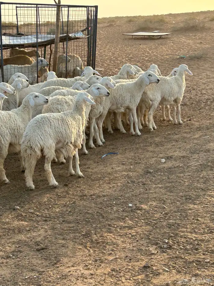 حريات رخال مراح للبيع (( تم البيع )) 6