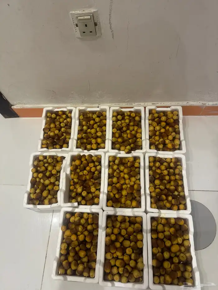 تمر رطب روثانا 1