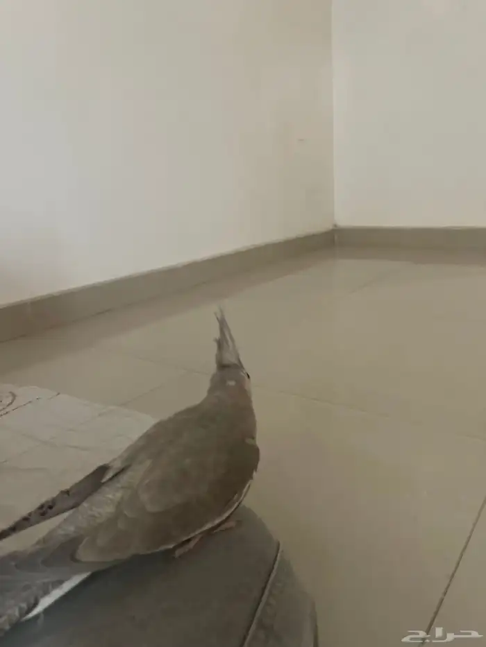 ذكر كروان 1