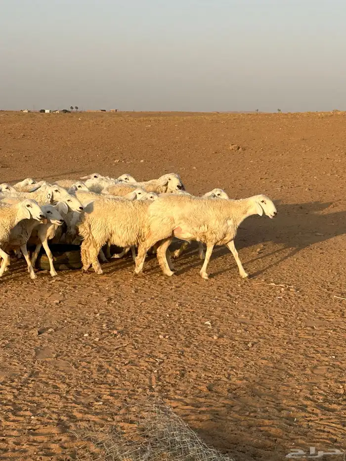 حريات رخال مراح للبيع (( تم البيع )) 0