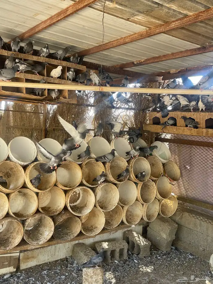 حمام بري يوجد ذبح الجواز 19 مع الذبح جهاز 3