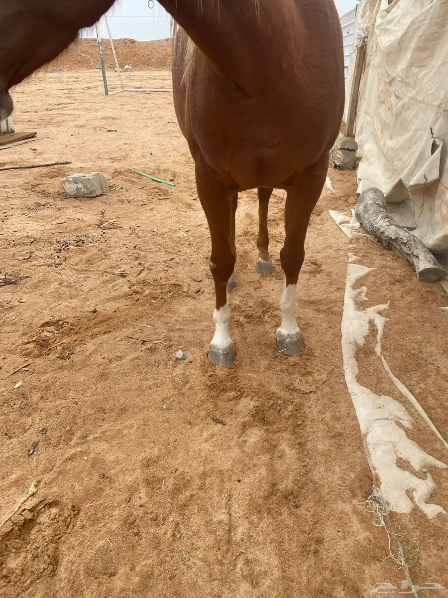 فرس شعبيه 1