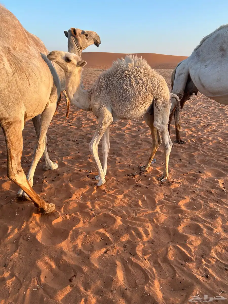 للبيع قعود قصب 5 شهور 0