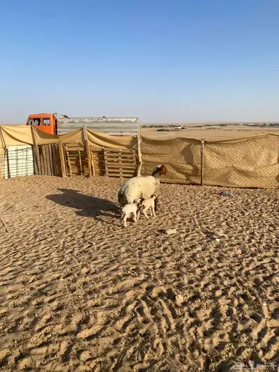 نعجه مطفل 0