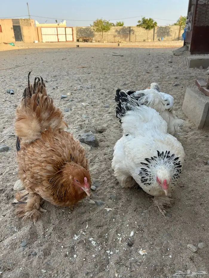 دجاج براهما 0