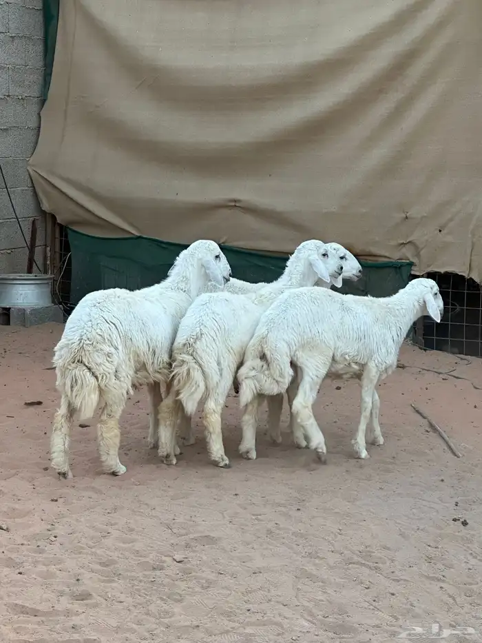 ذبايح حري تمايم 0